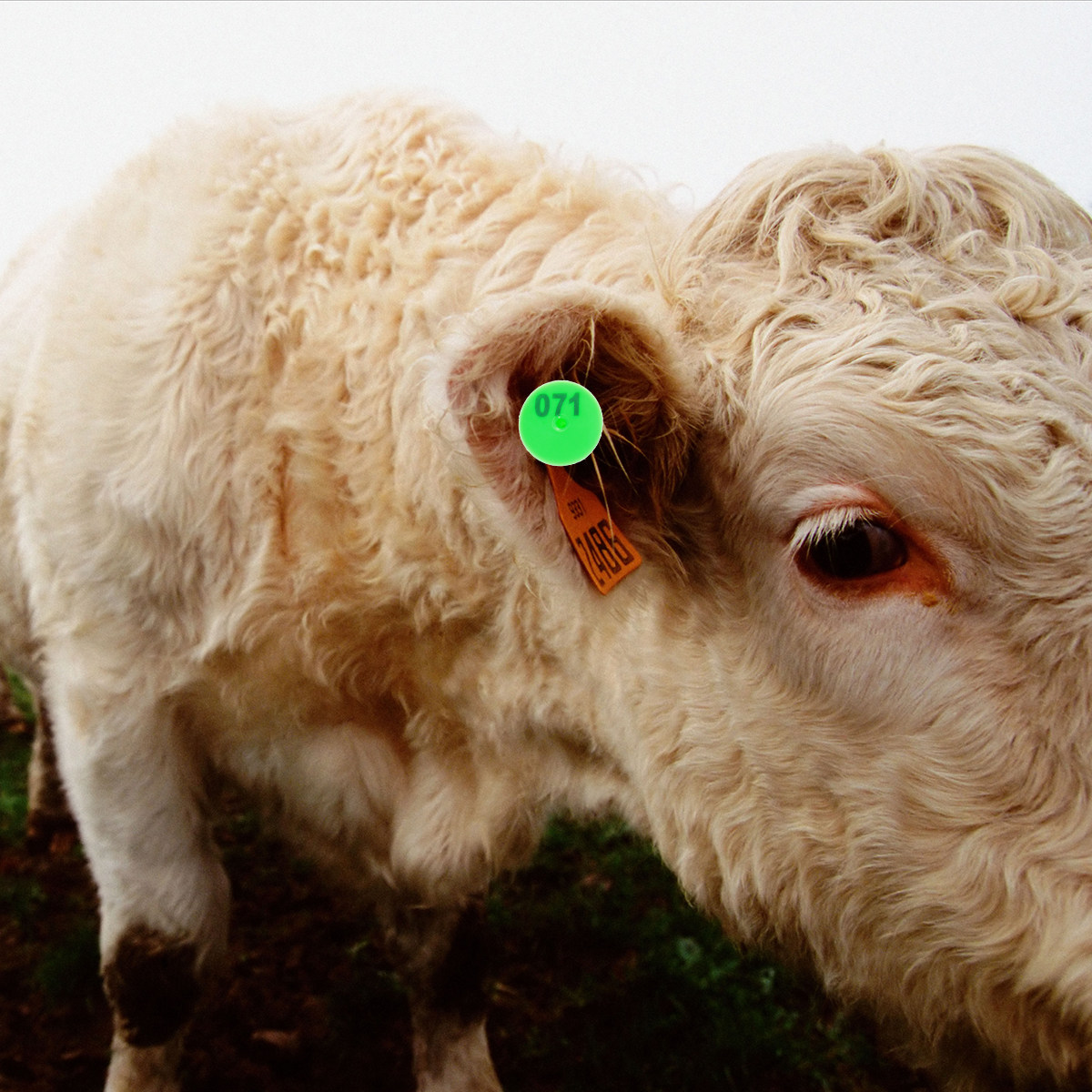 100Pcs Plastic Livestock Ear T - Livestock Ear Tag ulasan dan harga