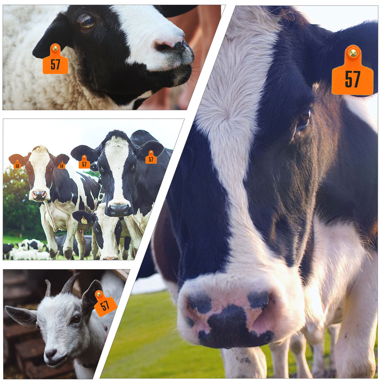 100Pcs Animal Ear Tags Plastic - Livestock Ear Tag ulasan dan harga