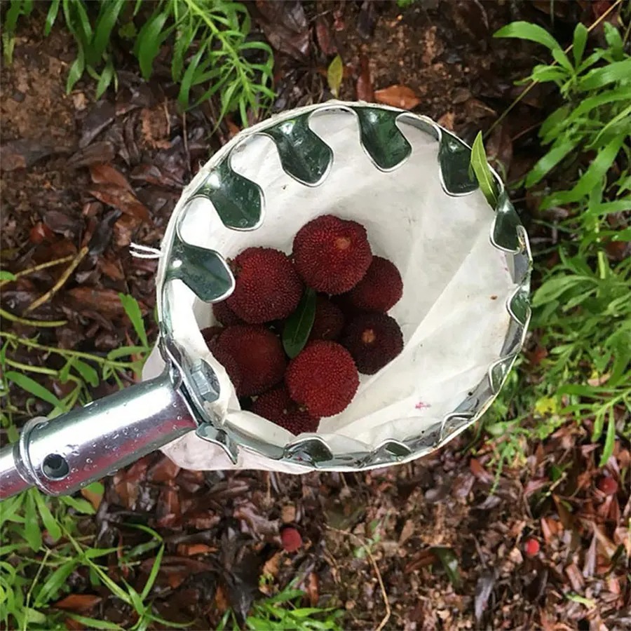 Professional Berry Picker Tool - Agriculture Farming Tool ulasan dan harga